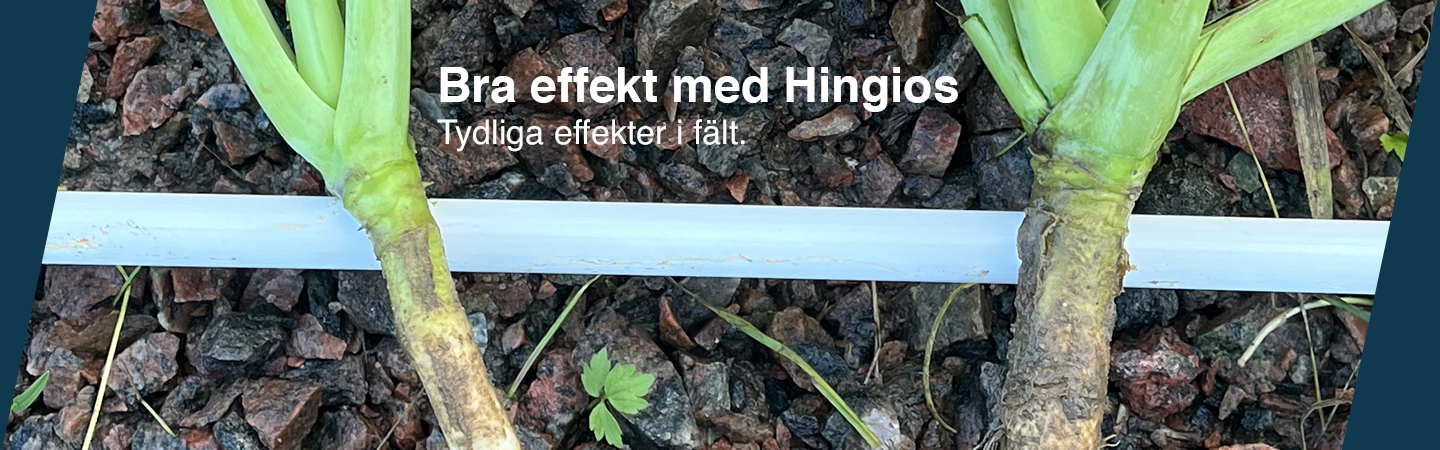 Bra effekt med Hingios